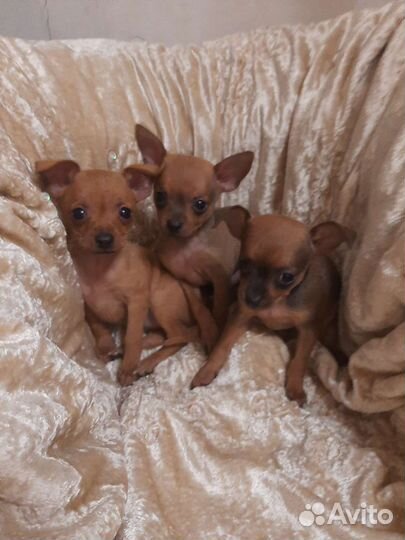 Мини той-терьер