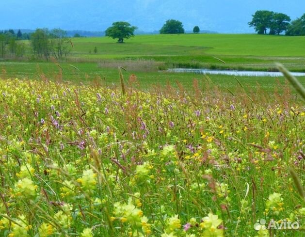 Мед 24 года натуральный опт
