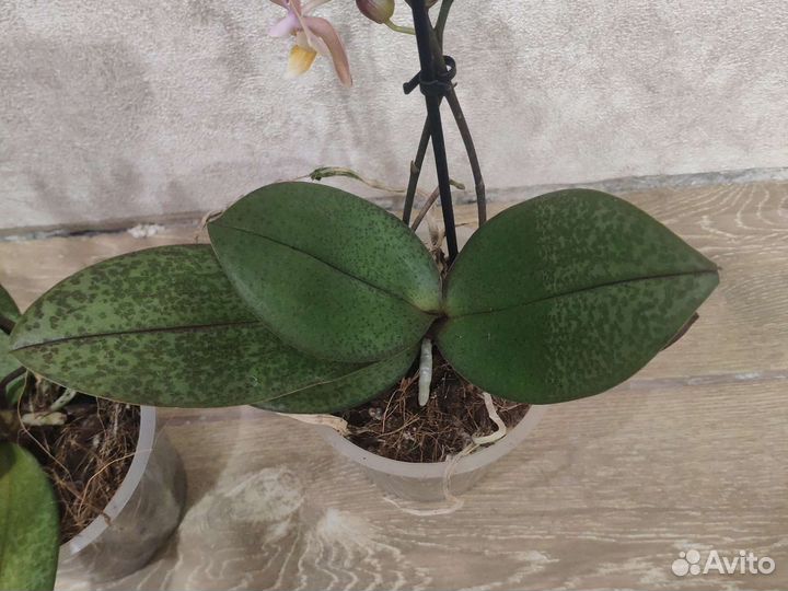 Орхидея Фаленопсис Парфюмерная фабрика