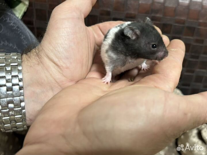 Сирийский хомяк