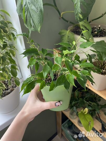 Фикус бенджамина