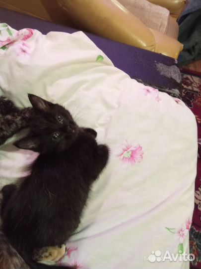 Отдам кошечку