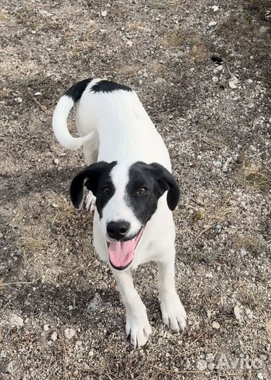 Собаки в добрые руки отдам бесплатно