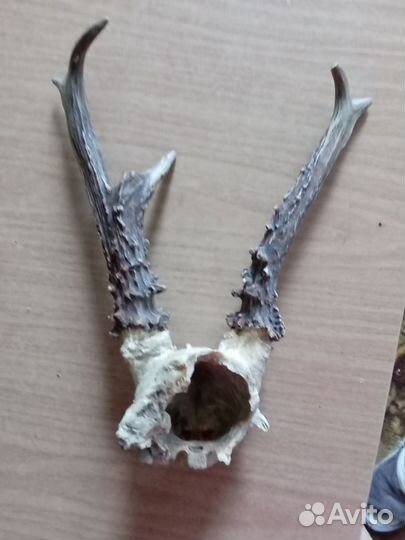 Рога косули