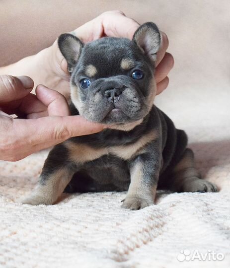 Эксклюзивный мальчик Французский бульдог щенок