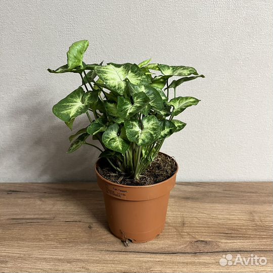 Сингониум пикси