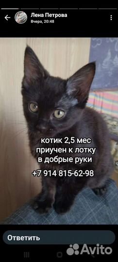 Котята в добрые руки бесплатно