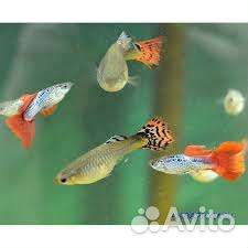 Рыбки гуппи