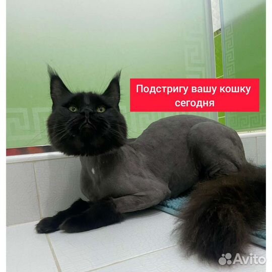 Стрижка собак и кошек