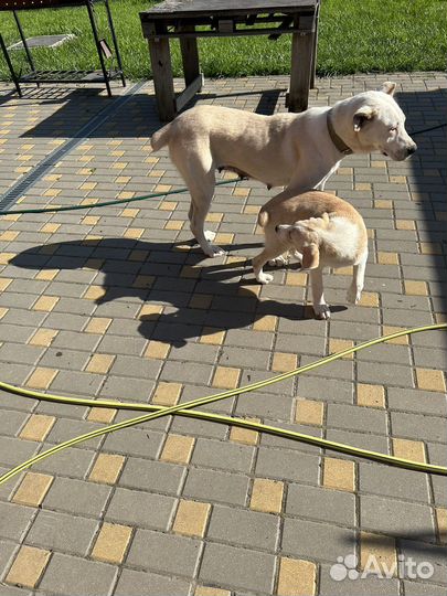 Собака в добрые руки