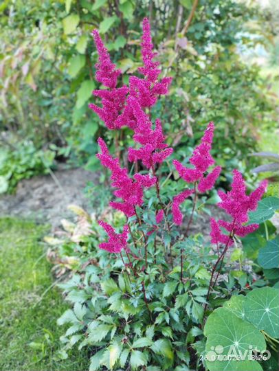 Астильба красная