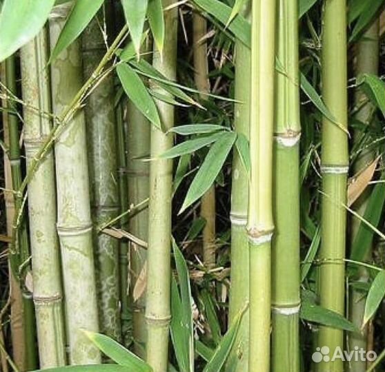 Бамбук гигантский семена шанхай
