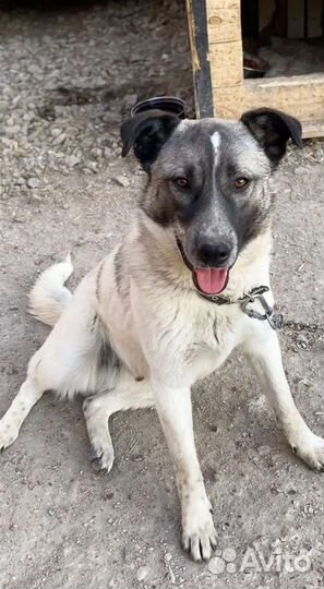 Лайка в добрые руки