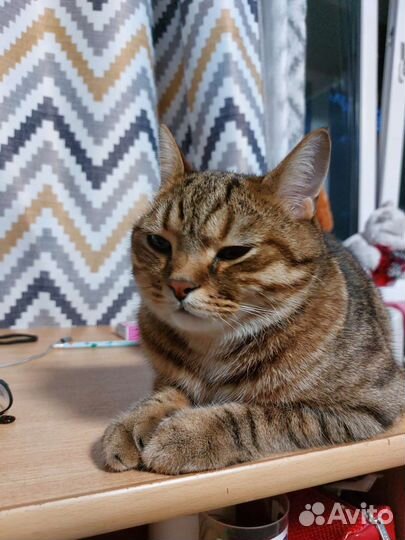 Кот в добрые руки