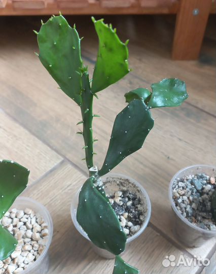 Кактус опунция