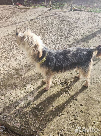 Отдам в хорошие руки