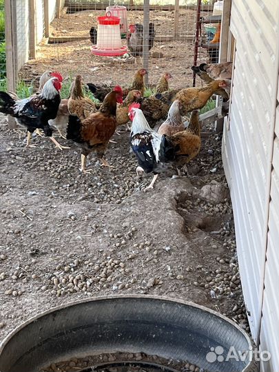 Куры загорская лососёвпя и кучинская юбилейная