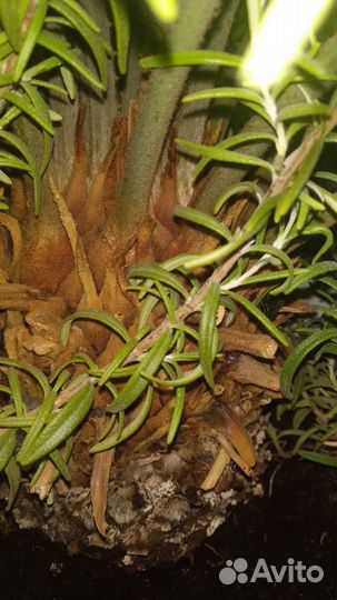 Цикус. Комнатный