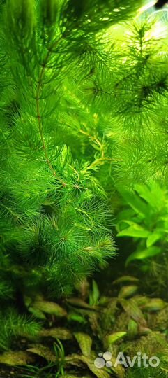 Аквариумные растения