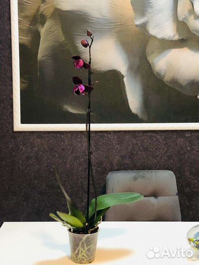 Орхидея фаленопсис Каменная роза пелор
