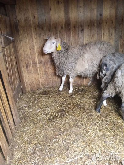 Овцы бараны ягнята