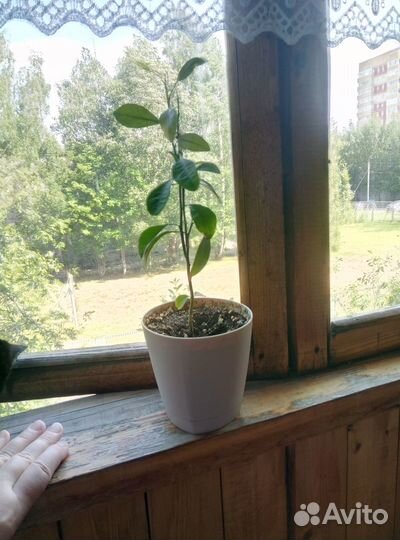 Отдам комнатные цветы в дар без горшков