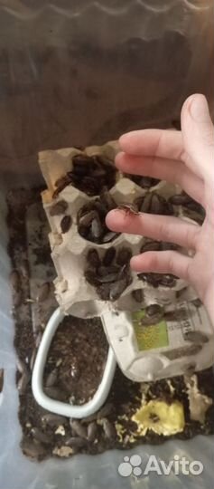 Тараканы кормовые мраморные