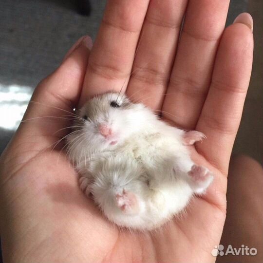 Джунгарский хомяк с клеткой бесплатно