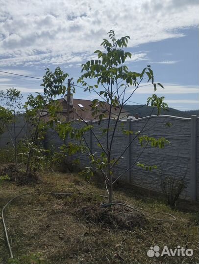 Плодовые деревья