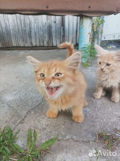 Хвостики ищут спасения