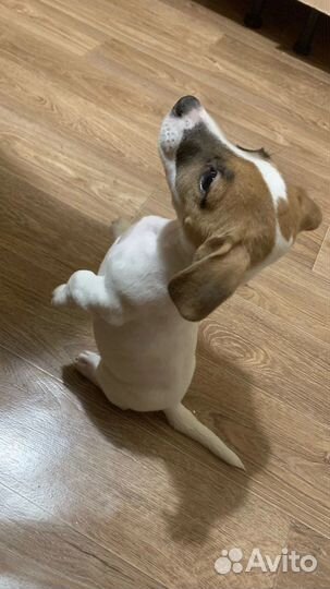 Щенки джек рассел терьер