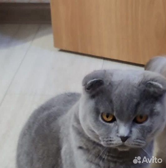 Шотландская вислоухая