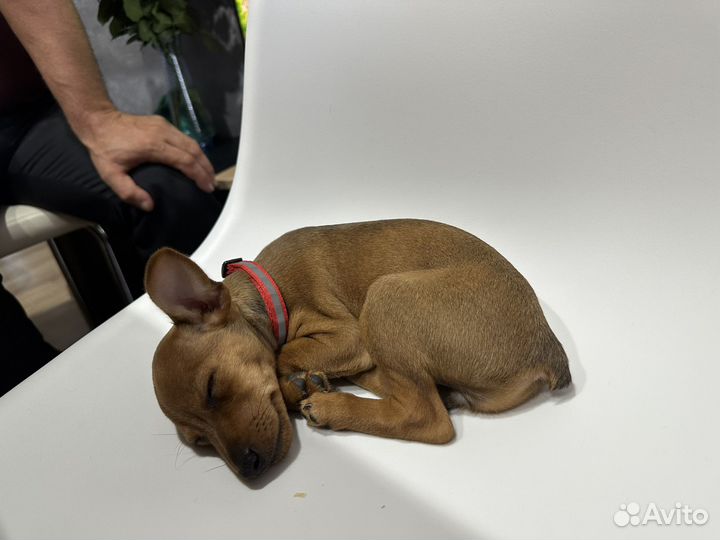 Цвергпинчер