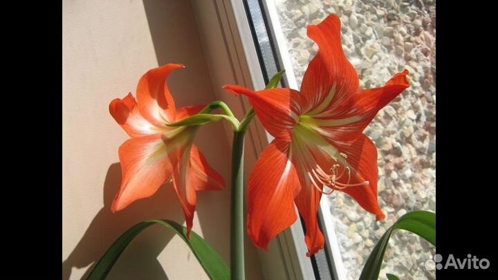 Молочай, Аморалис, декабрист