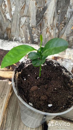 Мандариновое дерево