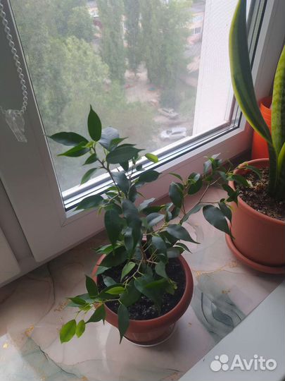 Фикус бенджамина