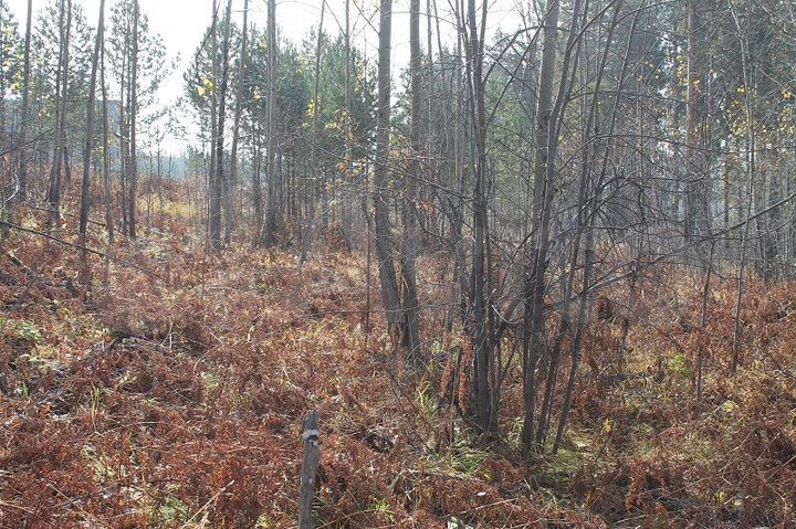 Участок 20 сот. (ИЖС)