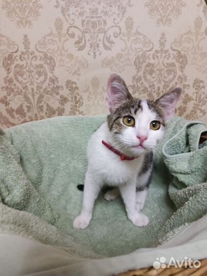 Кошка в дар бесплатно