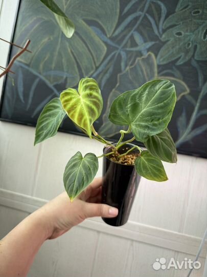 Филодендрон