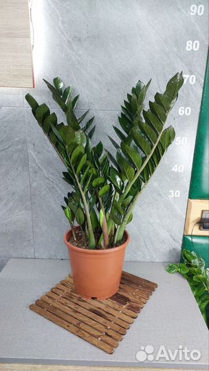 Замиокулькас super нова