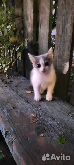 Отдам котят