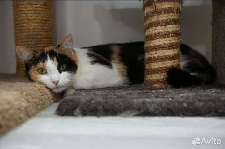 Кошка в дар