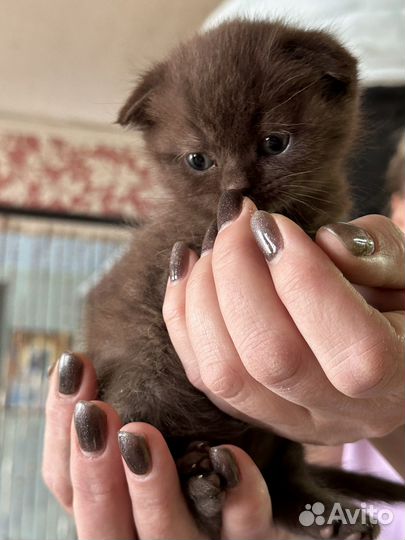 Шотландская