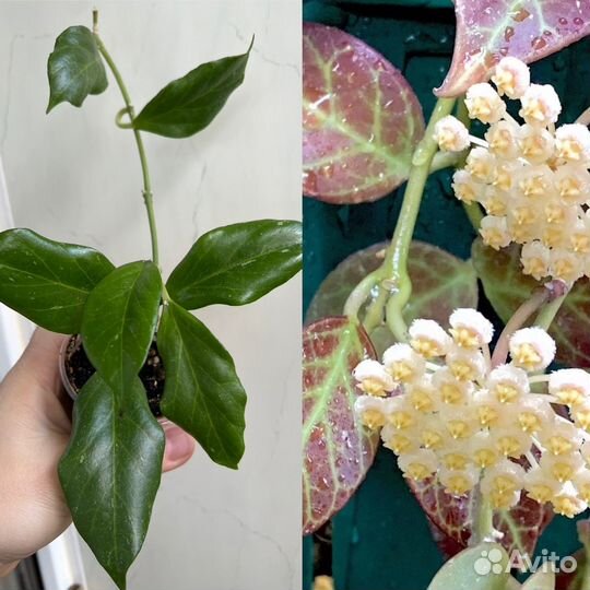 Цветы Хойя 2