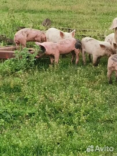 Поросенок пьетрен