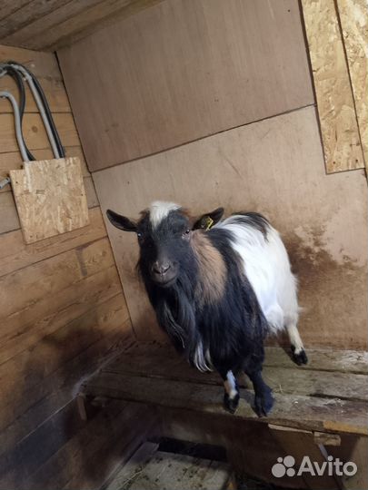 Камерунский козлик