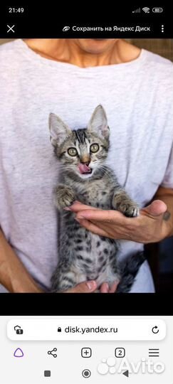 Котёнок, 3 мес., мальчик