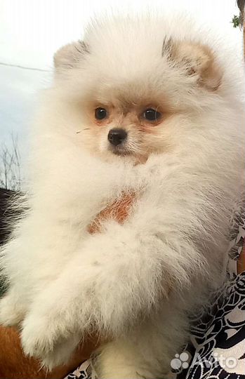 Шпиц девочки