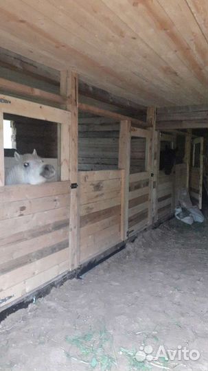 Постой для лошадей