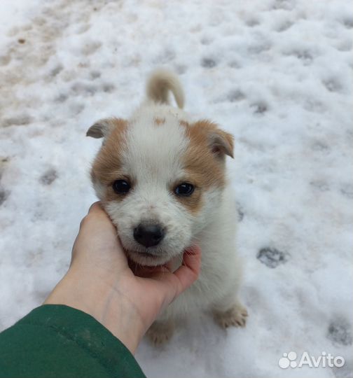 Пятеро малышей в поисках дома